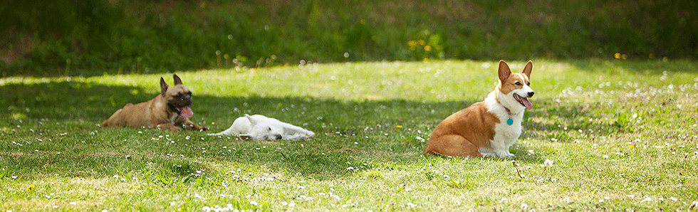 maindogs.de Hunde und Katzen Pension in Würzburg